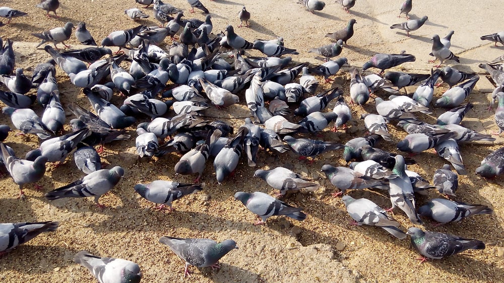 The Rock Dove Pigeon or common Pigeon(Haris Wicky)S