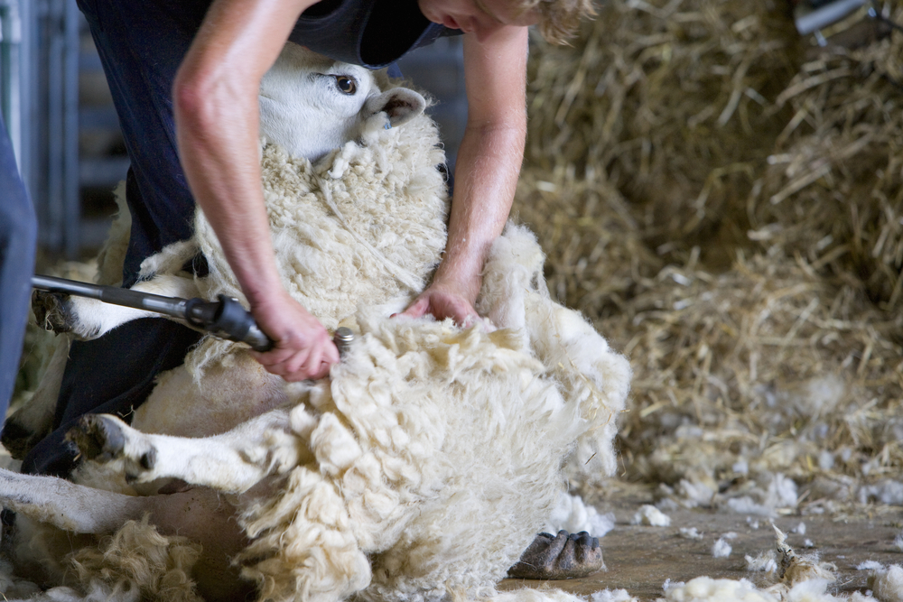 Jovem agricultor tosquia ovelhas para lã no celeiro (imagens aéreas) S