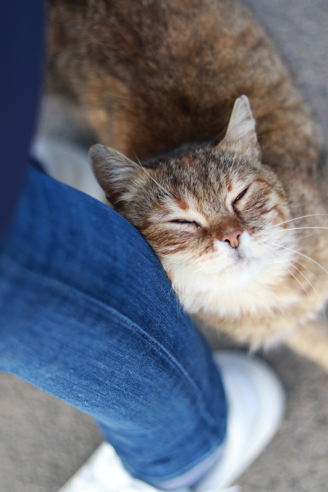 a multi-colored beautiful stray cat rubs against the leg of a person passing nearby(Millana)s