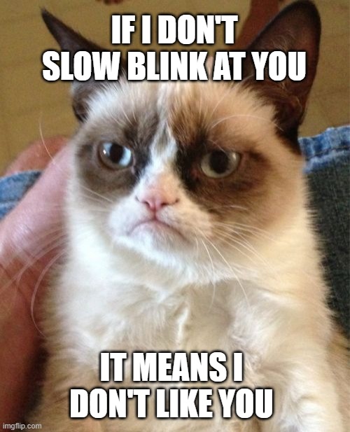 if i dont slow blink at you meme