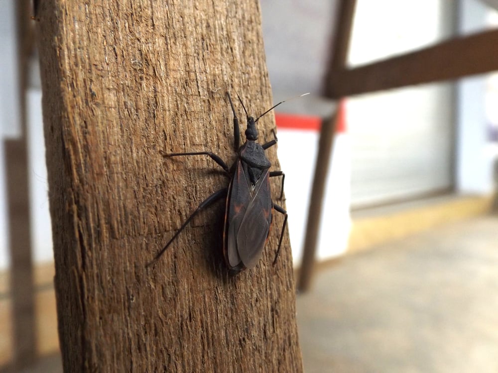 itchy black kissing bugs itchy(otongodi)s