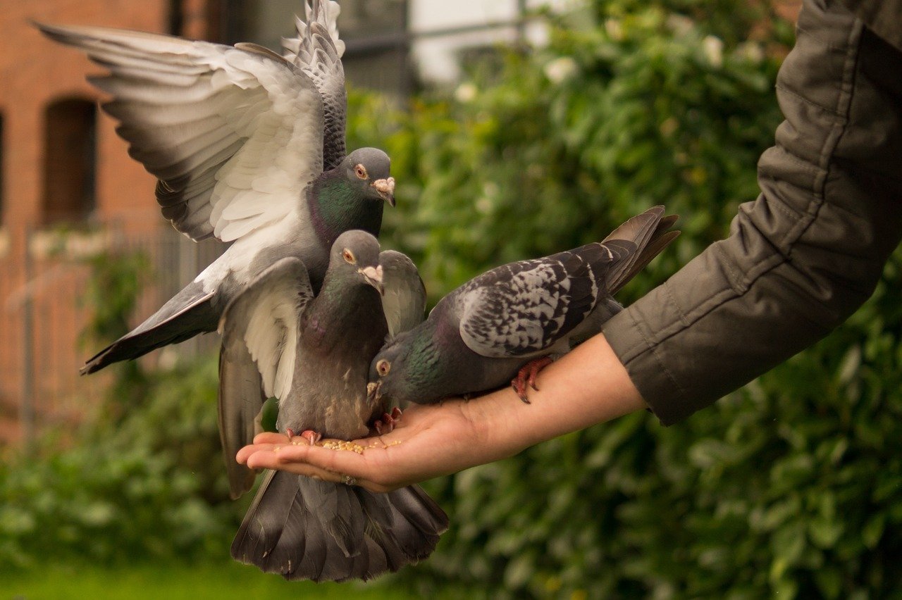 pigeon eating