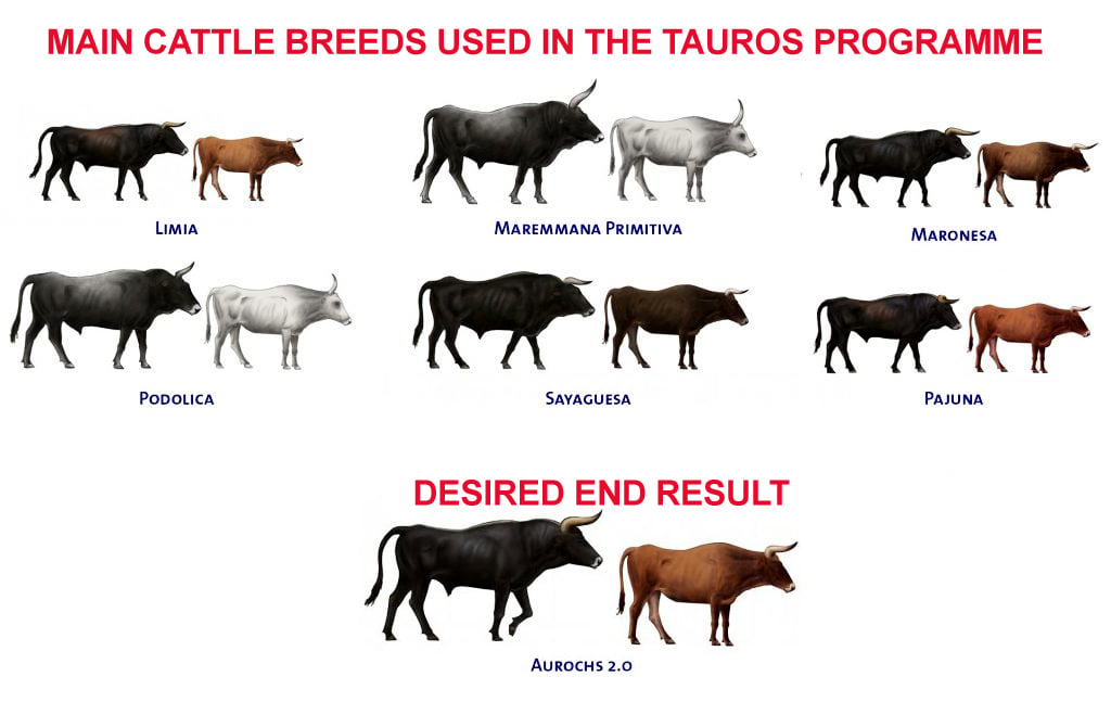 Espécies de gado usadas para reprodução no Programa Tauros
