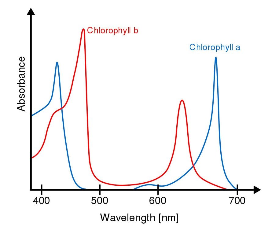 Chlorophyll ab spectra-en