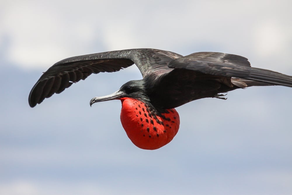 Close up de um magnífico fragata macho em voo com bolsa vermelha, Galápagos, Equador (Uwe Bergwitz) S