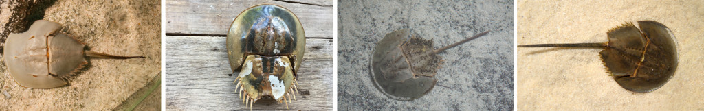 Four different species of horseshoe crabs Picture 1- American horseshoe crab, Picture 2 - Tri-spine horseshoe crab, Picture 3- coastal horseshoe crab, and Picture 4- the mangrove horseshoe crab