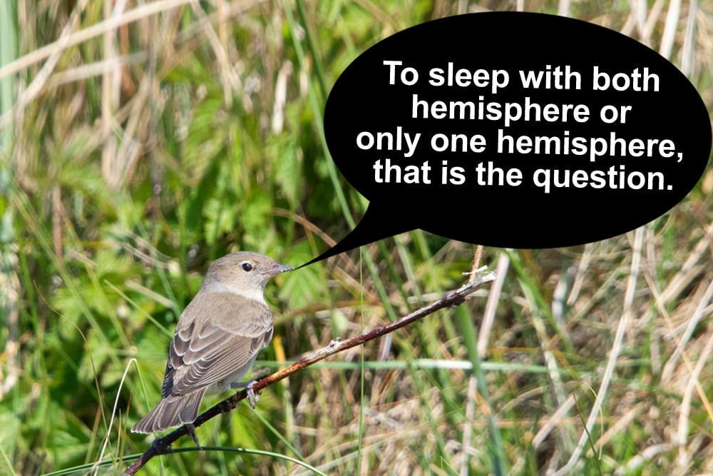 Garden warbler on Rottumeroog the Netherlands(Klaas Vledder)s