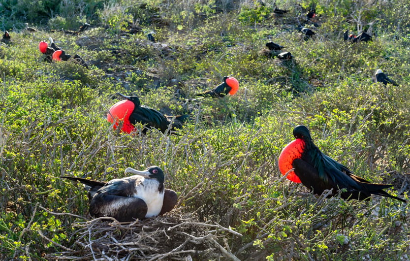 Male great frigatebirds (Fregata minor) with red gular pouches expanded(Gerry Bishop)S