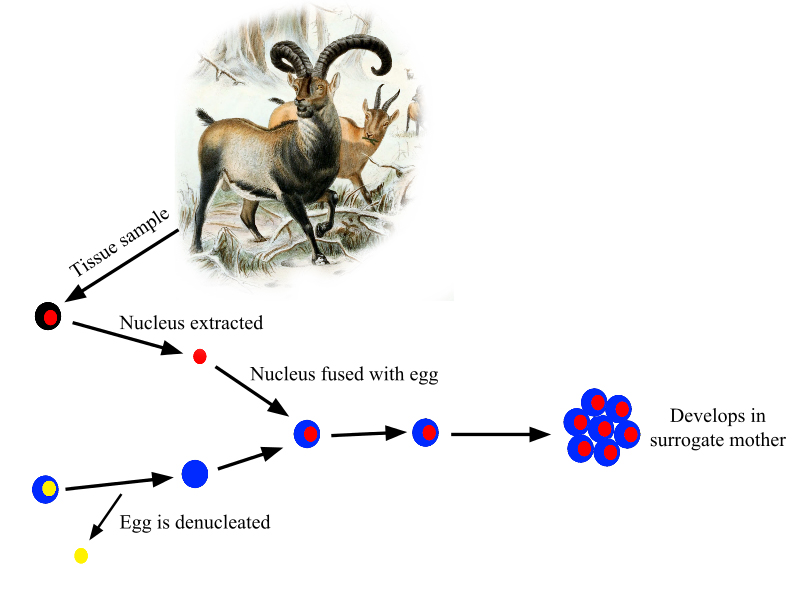 Pyrenean ibex Cloning