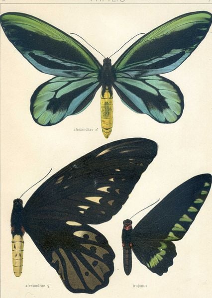 Queen Alexandra’s Birdwing