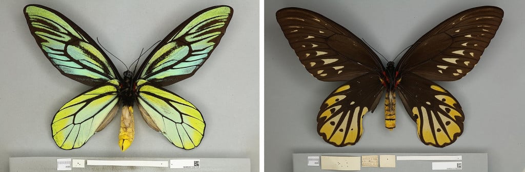 Queen Alexandra’s Birdwing - (L) Male (R) female