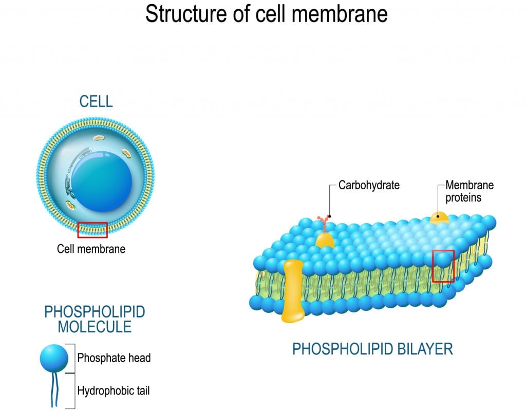 Structure of cell membrane(Designua)s