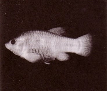 Tecopa-pupfish