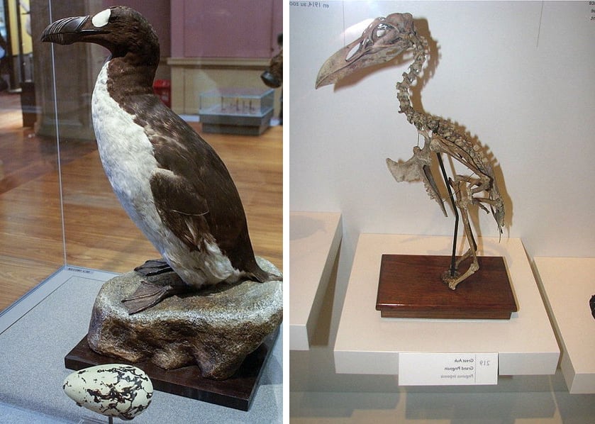 The Great Auk