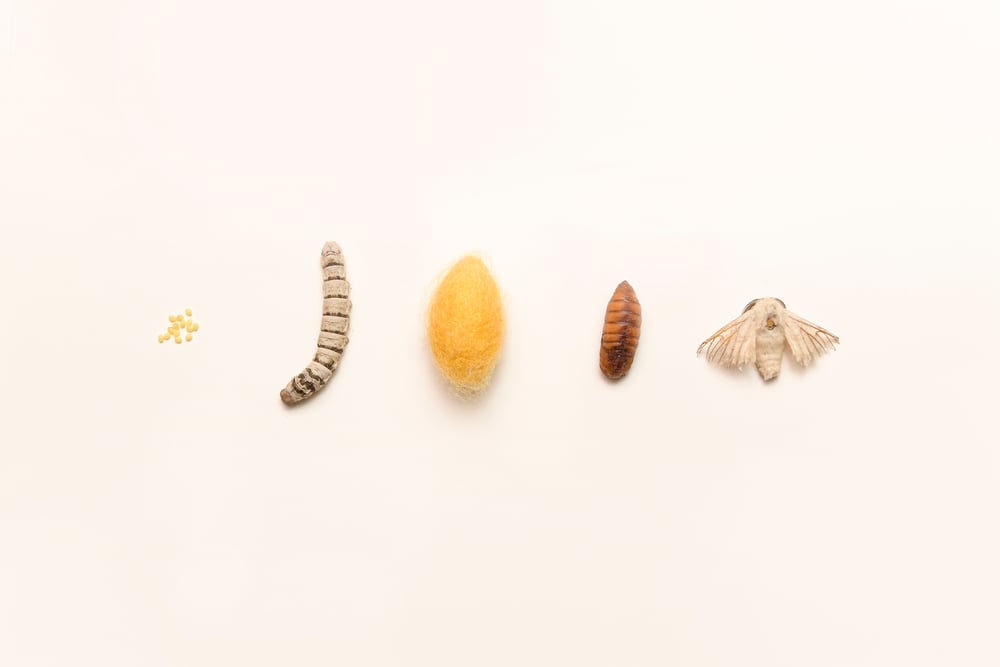 The cycle of a silk worm from the egg to the moth(ChilliPix)s