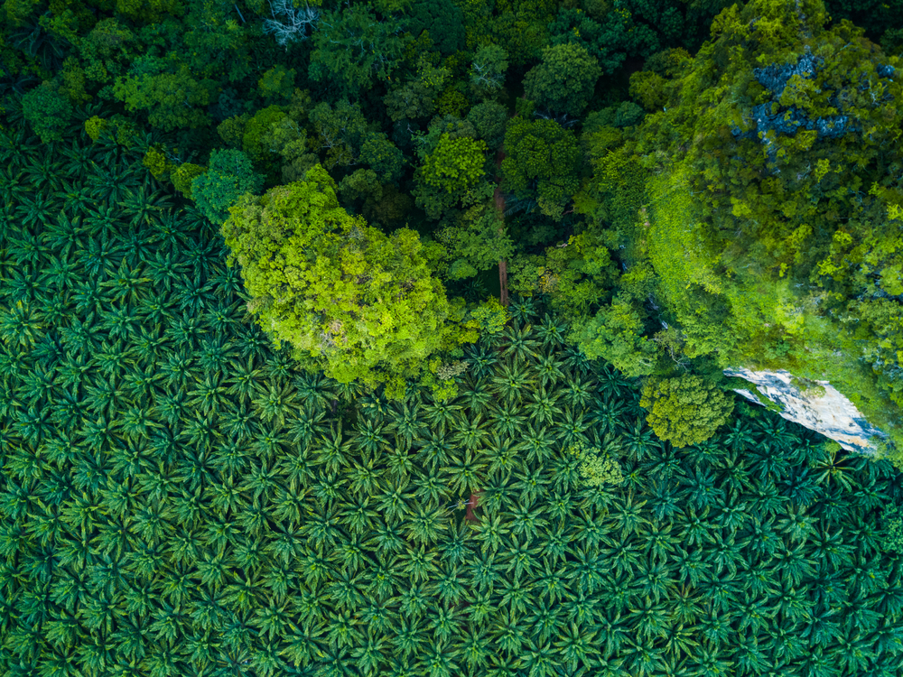 Top view aerial shot of the palm grove and shadows from palm-trees(2seven9)s