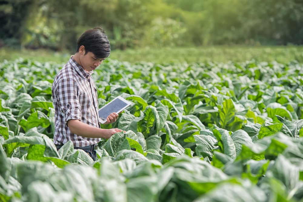 Happy Farmers usando tablet digital no cultivo de tabaco (KOBE611) s