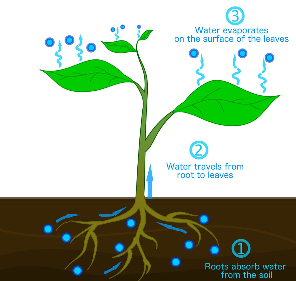 Transpiração, Estágios, Em, Plantas., Raízes, Absorver, Água, De, O, Solo,