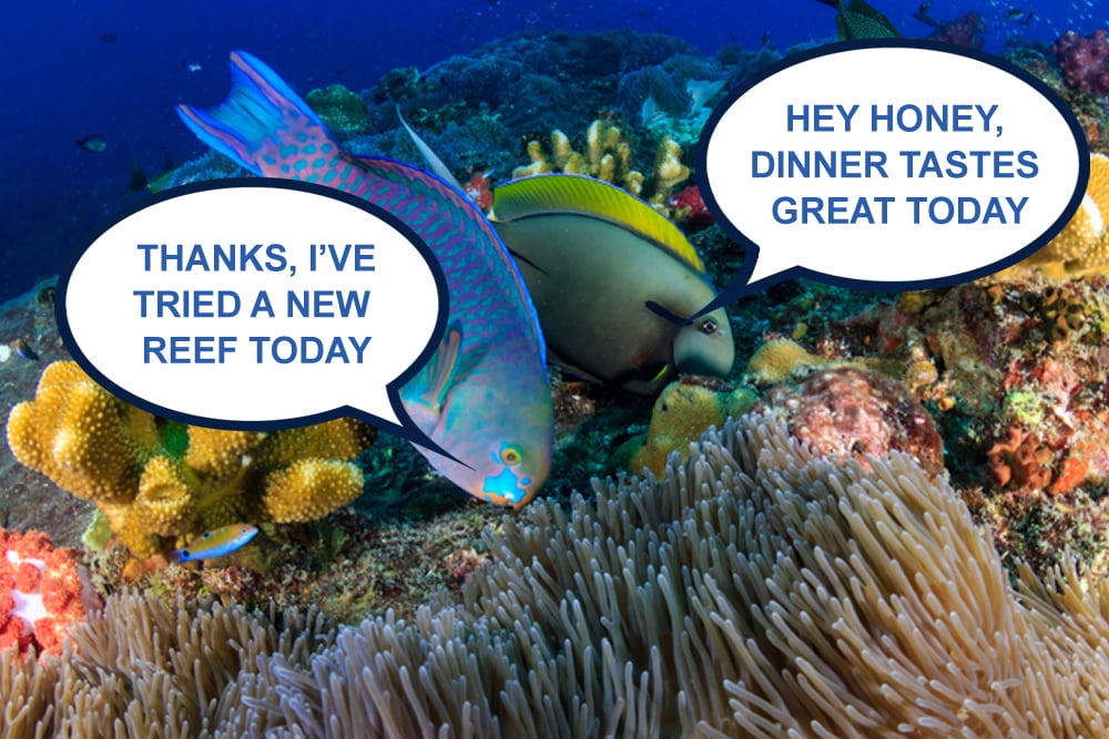 Two Parrotfish enjoying their meal