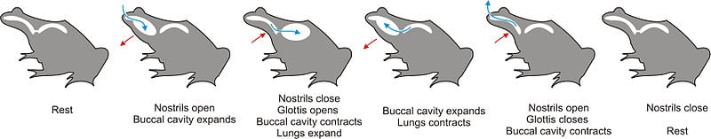 Buccal pumping