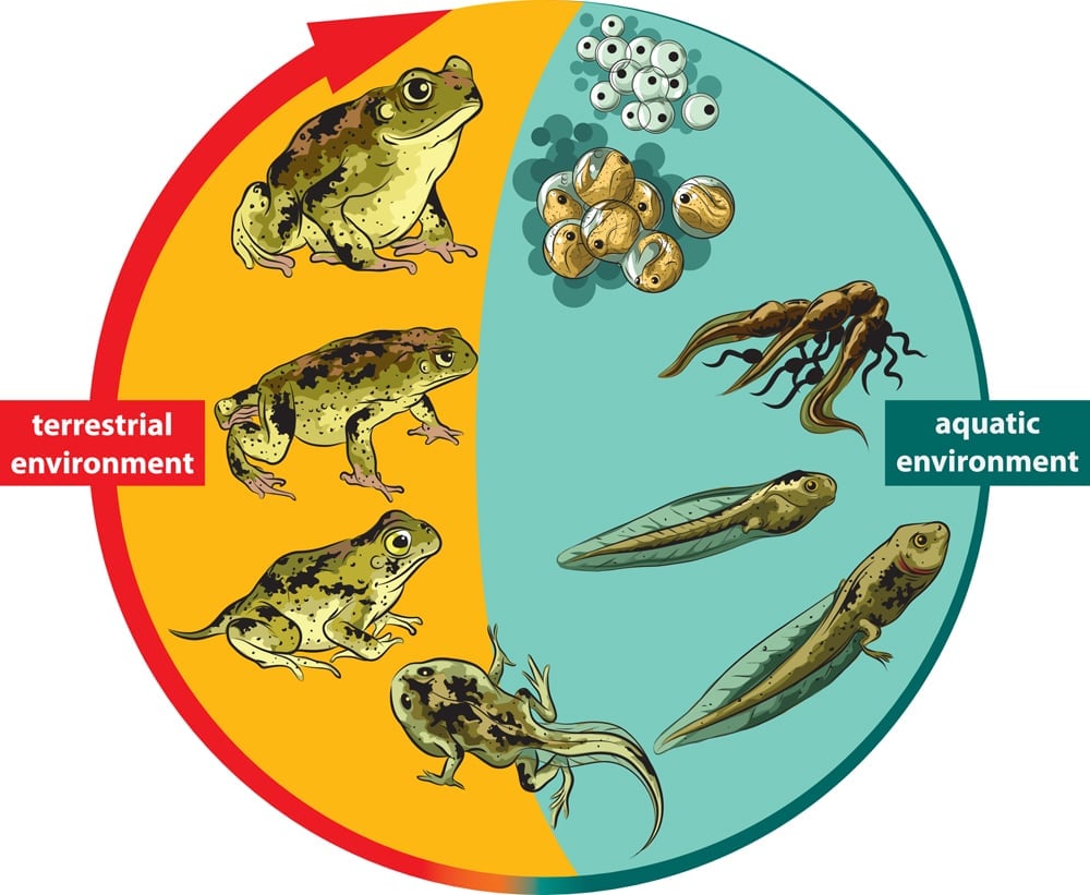 Amphibians Breathe Through Skin