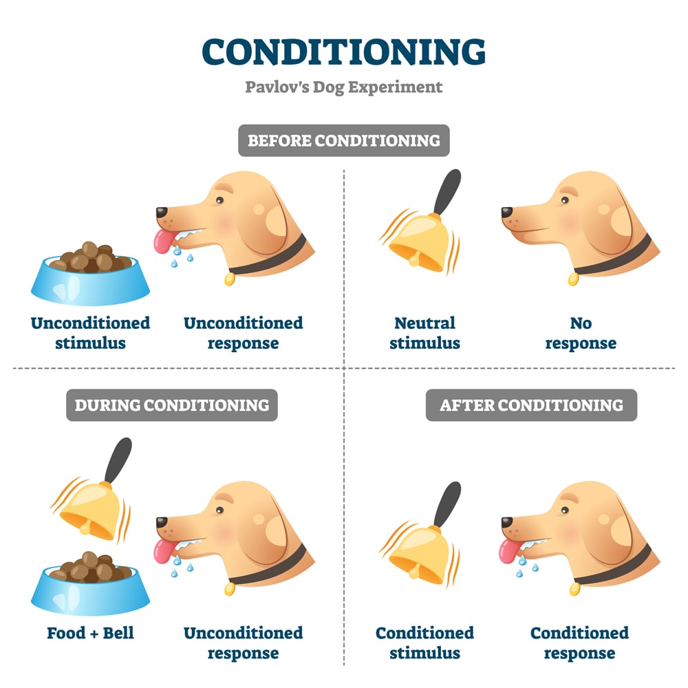 Conditioning,Vector,Illustration.,Labeled,Pavlovian,Respondent,Learn,Scheme.,Dog,Experiment