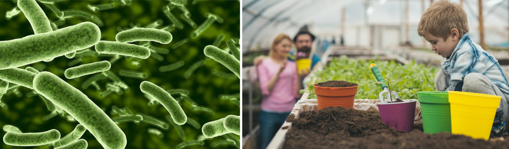 M. vaccae in soil is known to reduce stress by its anti-inflammatory action