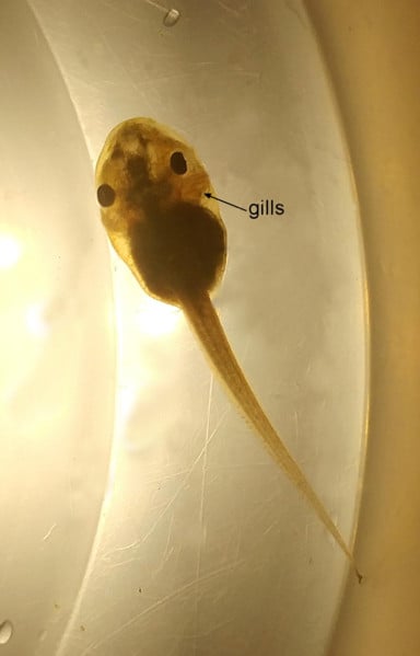 Tadpoles breathe through gills.