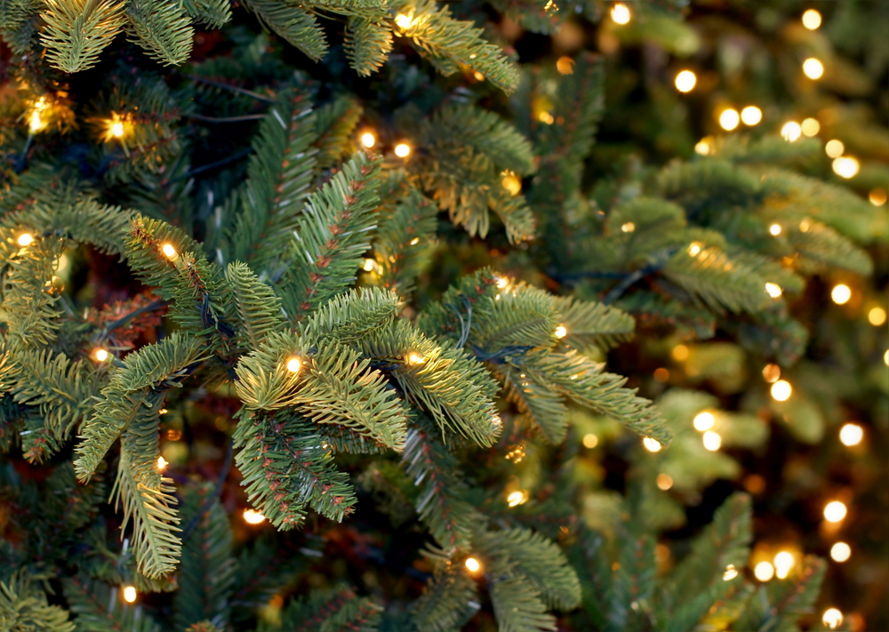 Christmas,Lights,Hanging,In,A,Tree