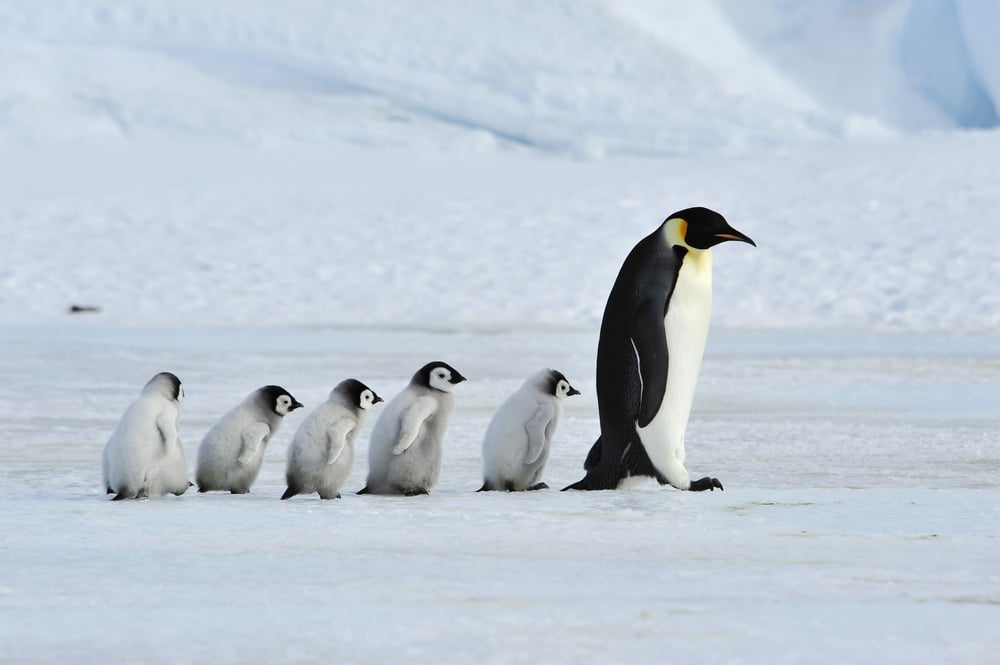 Imperador, pinguins, com, garota