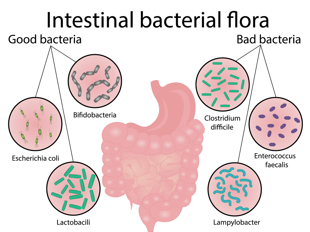 Intestinal, Bactéria, Flora., Bom, E, Mau, Bactéria., Vetor, Ilustração