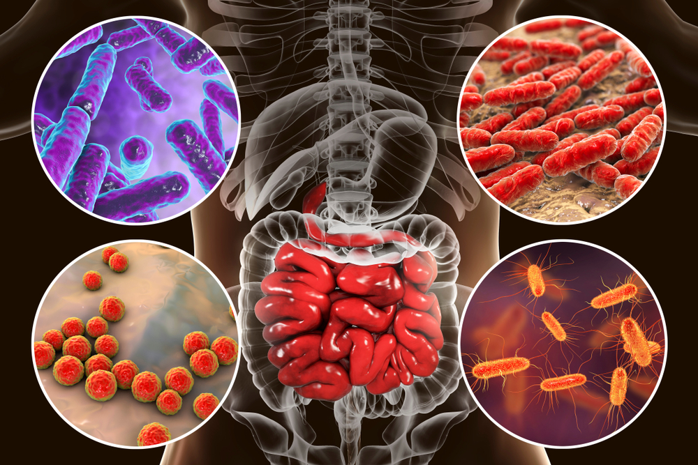 Intestinal microbiome(Kateryna Kon)s