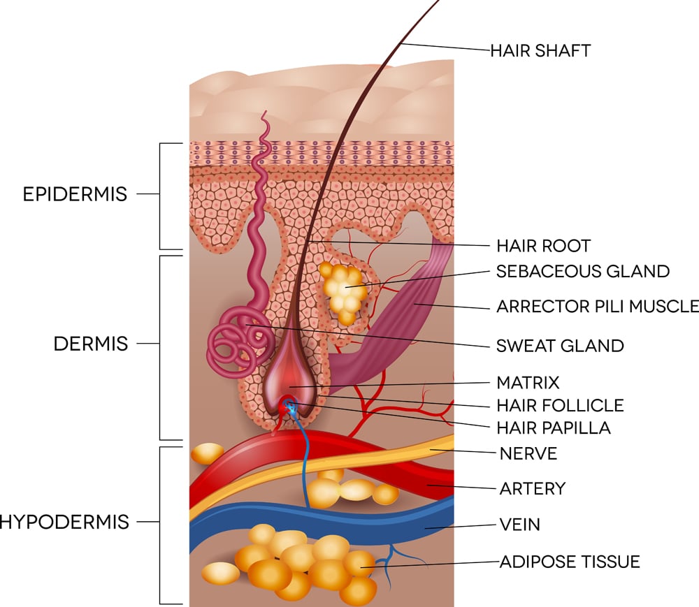 Rotulado, Pele, E, Cabelo, Anatomia., Detalhado, Médico, Ilustração.