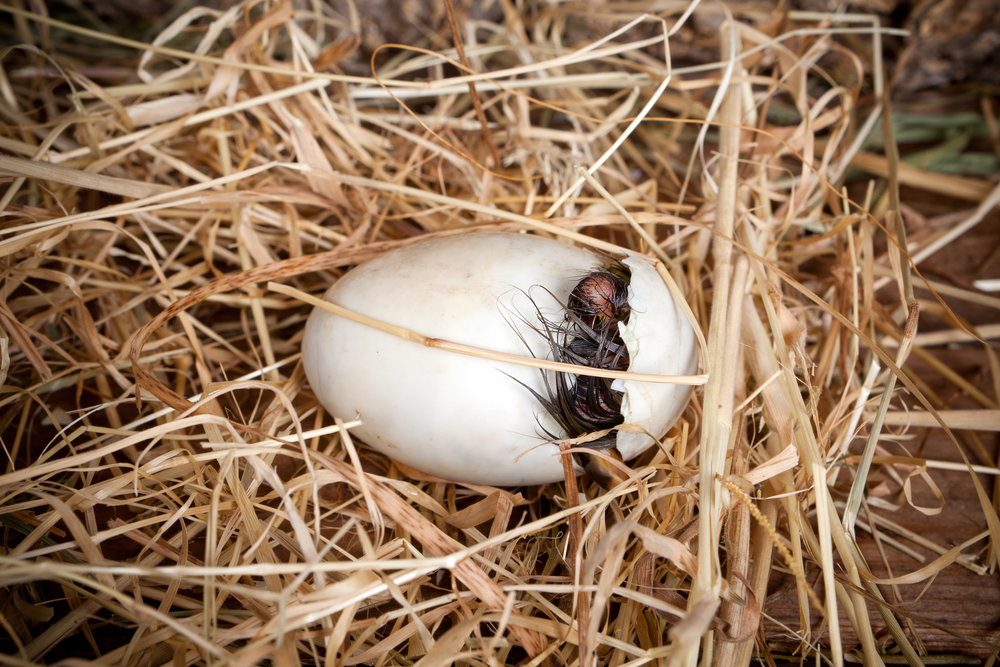 Patinho bebê saindo do ovo (Anneka) s