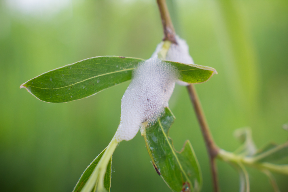 Spittlebug do prado nos ramos de Salix alba(Kryvosheia Yurii)S