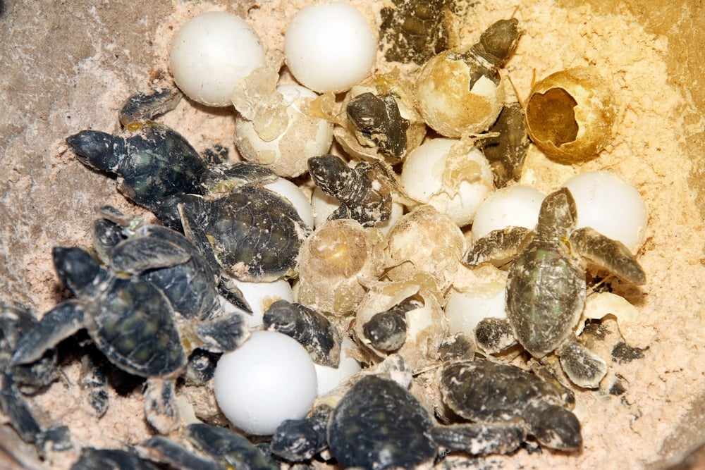 Modelo feito de resina de um bebê Tartaruga marinha verde e ovos em incubação em uma praia (topten22photo) s