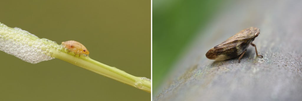 On the left is a spittlebug. On the right is the froghopper.