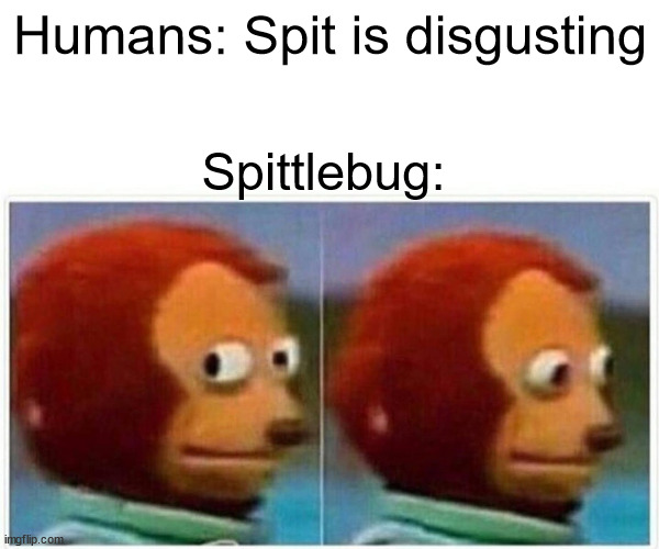 Spit is disgusting meme