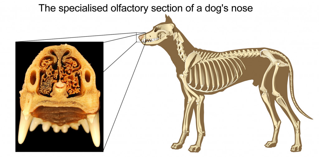 A seção olfativa especializada do nariz de um cachorro