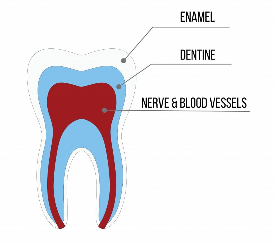 Tooth structure Anatomy with all parts including enamel dentin pulp cavity root canal blood supply for medical science education and dental health care(CarryLove)s