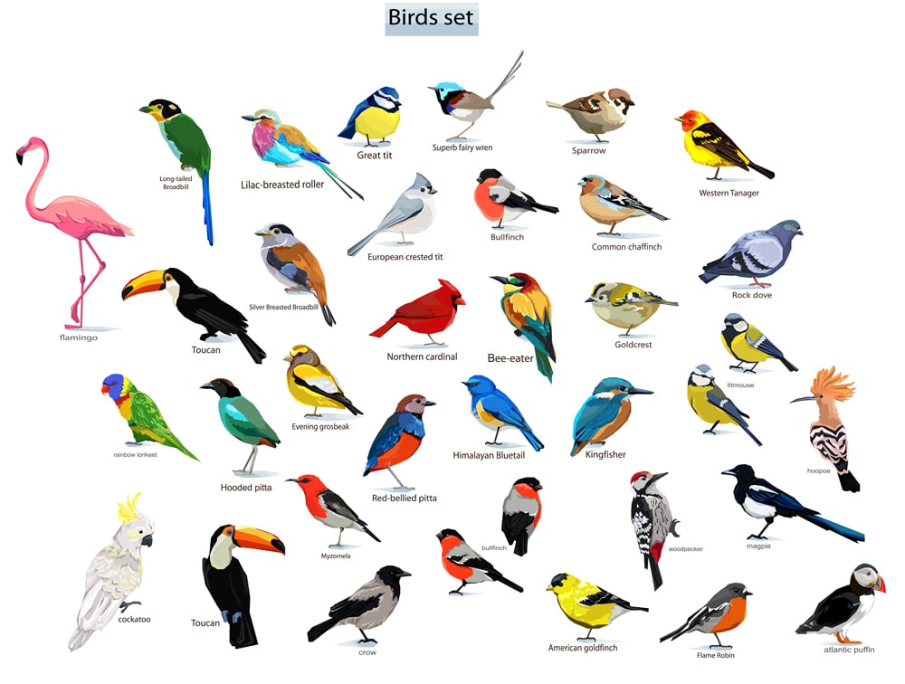 big set birds(Alsu Art)s