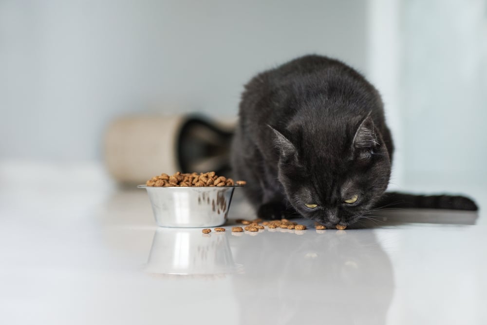 Cute,Brown,Scottish,Cat,Eats,Dry,Food,On,The,Kitchen