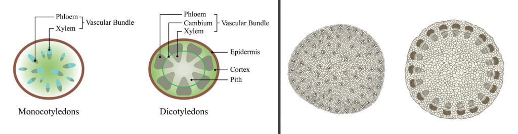 Plant Stem comparison on monocot & Illustration of biology