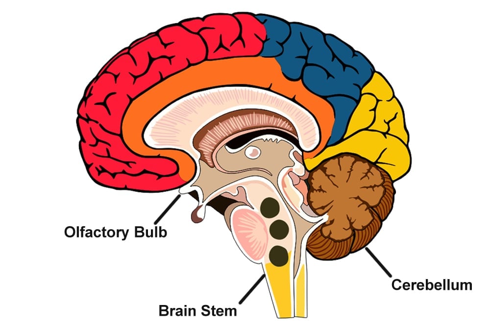 Regions of the brain where magnetite crystals have been found