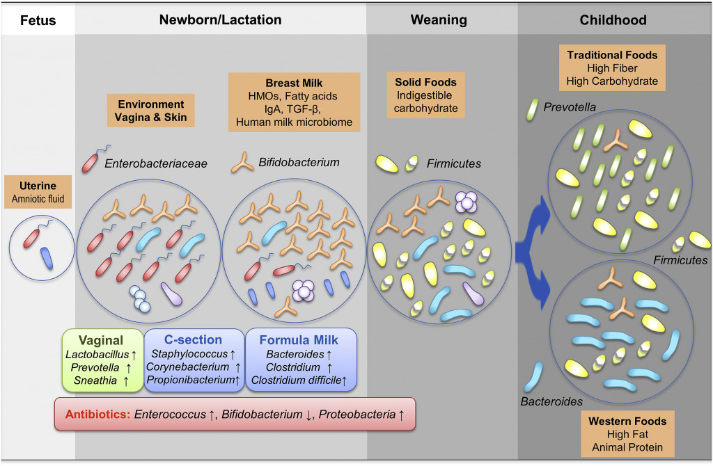 The gut bacteria colonization process in growing babies