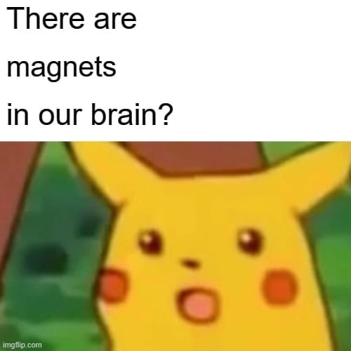 There are; magnets; in our brain