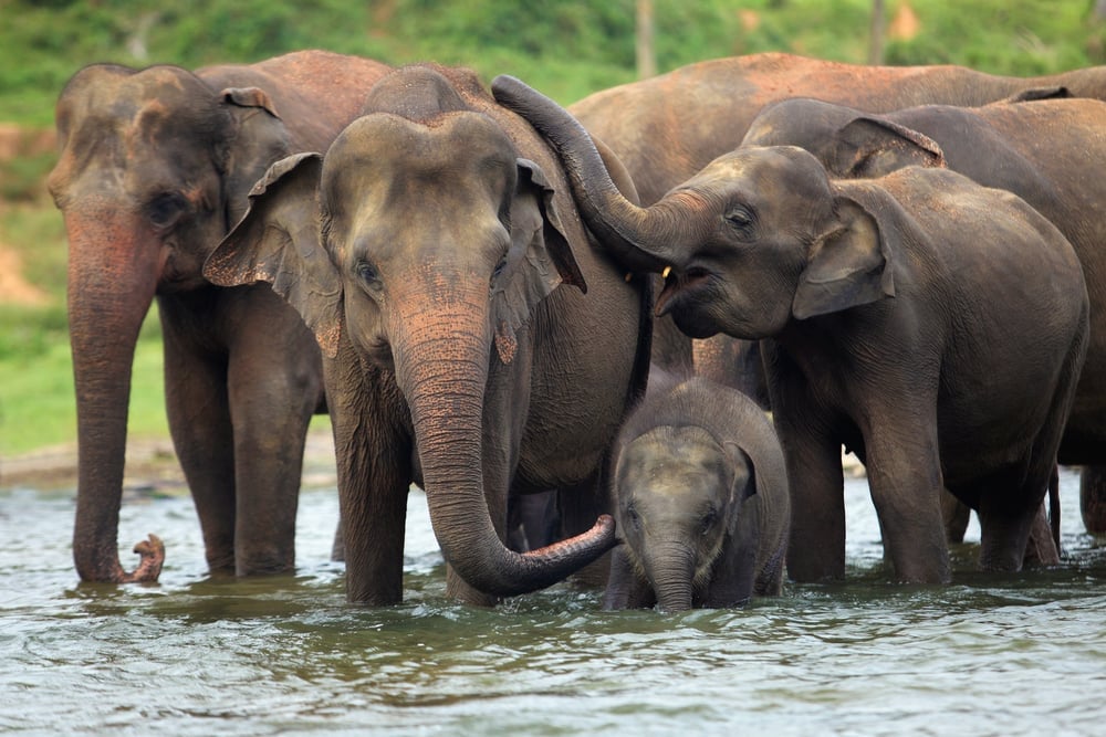 Elephant,Family,In,Water,,Pinnawala,,Sri,Lanka