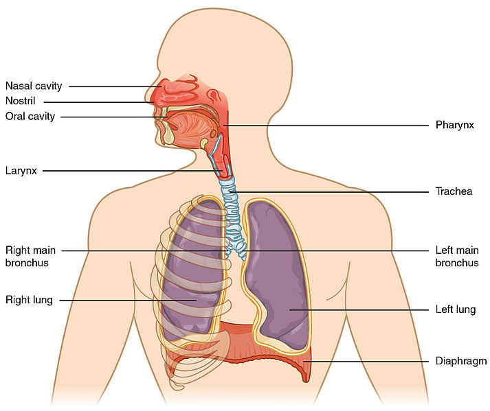 Major Respiratory Organs