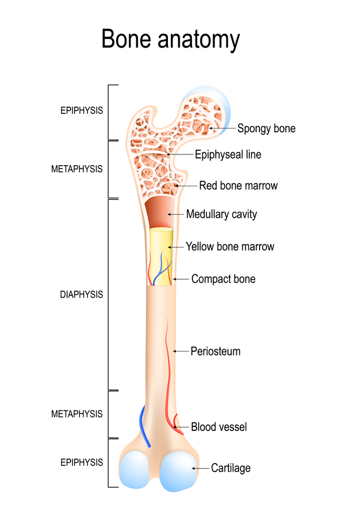 Bone,Anatomy.,Structure,Of,A,Long,Bone.,Illustration,For,Medical,