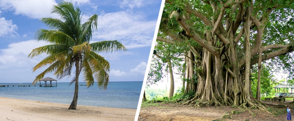 Palm trees and banyan tree